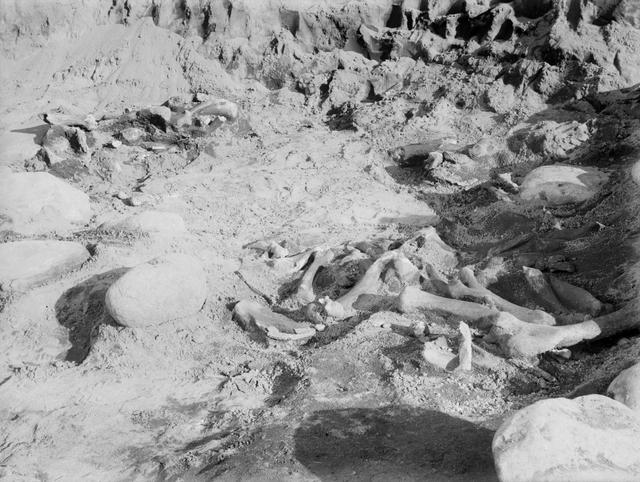 7号竪穴　開口部側の石積み内から出土したクマの四肢骨