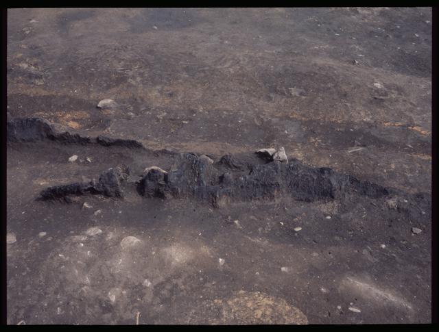 Pit House 10, carbonized wood row near a wall (10a and 10c)