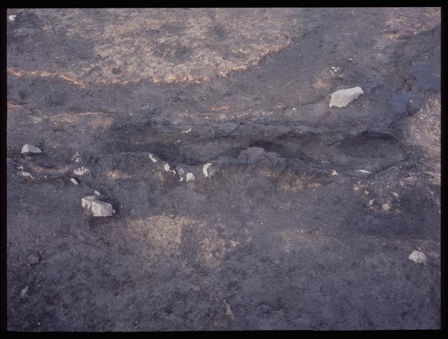 Pit House 10, carbonized wood row near a wall (10a and 10c)