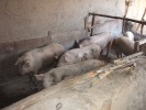個人飼育小屋で肥育される豚