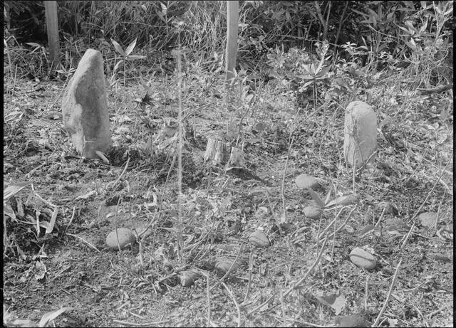 Jichin’yama Stone Circle, standing stones in the southeast part of the stone circle (from the northwest)