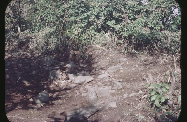 西崎山南環状列石（3区）　遺跡の東部分（南から撮影）